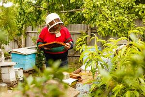 Beekeeper holding a frame of honeycomb photo