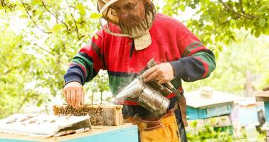 Beekeeper is working with bees and beehives on the apiary. Beekeeper on apiary. photo