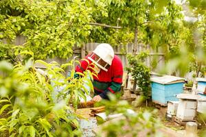 Beekeeper holding a frame of honeycomb photo