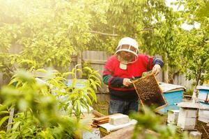 Beekeeper holding a frame of honeycomb photo