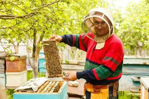 Beekeeper is working with bees and beehives on the apiary. Beekeeper on apiary. photo