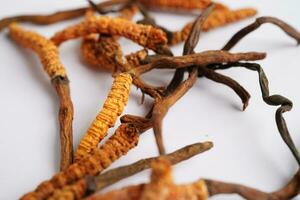 Cordyceps sinensis or Ophiocordyceps sinensis isolated on white background, mushroom herb treatment medicine. photo