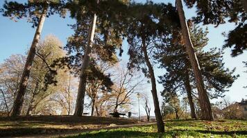 Bäume im Park niedrig Winkel Aussicht video