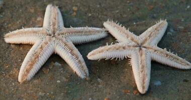 estrella de mar moverse su tentáculos en el arenoso apuntalar de el mar playa video
