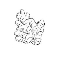 An isolated line drawn illustration of a black and white ginger root. Hand drawn on Procreate. vector