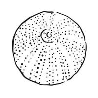 A line drawn illustration of a dried sea urchin. Black and white hand drawn sketch with subtle shading. vector