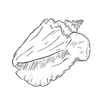 Conch shell. Hand drawn line illustration from life. Black and white with lined shading. vector