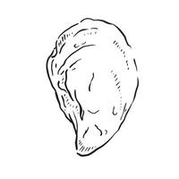 A line drawn illustration of an oyster shell. Black and white hand drawn sketch with subtle shading. vector