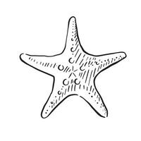 A line drawn illustration of a classic starfish. Black and white hand drawn sketch with subtle shading. vector