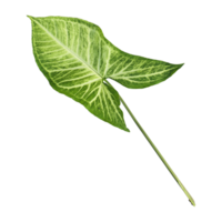 Fresh green nephthytis leaf isolated on transparent background png