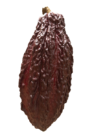 Fresh Dark red cocoa fruit isolated on transparent background png