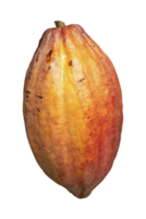 rood cacao fruit theobroma cacao geïsoleerd Aan transparant achtergrond PNG