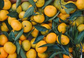 Mandarina cosecha en el jardín para antecedentes foto