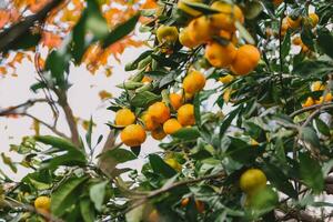 Tangerine picking in the garden for background photo