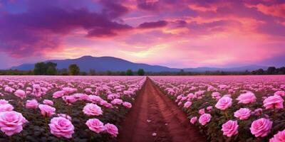 AI generated Rose field in the sunrise morning with beautiful sky photo