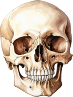 AI generated Human skull clipart design illustration png