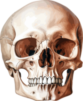 AI generated Human skull clipart design illustration png