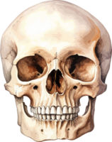 AI generated Human skull clipart design illustration png