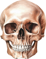 AI generated Human skull clipart design illustration png