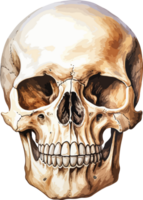 AI generated Human skull clipart design illustration png