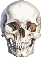 AI generated Human skull clipart design illustration png