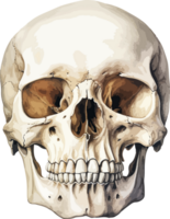 AI generated Human skull clipart design illustration png