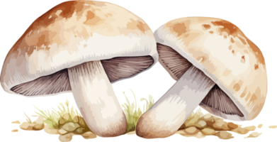 AI generated Mushroom clipart design illustration png