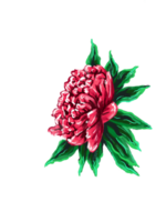 Pink peony hand drawn pictorial illustration png