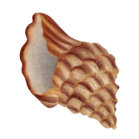 Horse Conch Seashell png