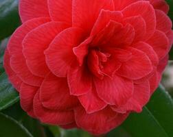 Incredible beautiful red camellia - Camellia japonica, known as common camellia or Japanese camellia. photo