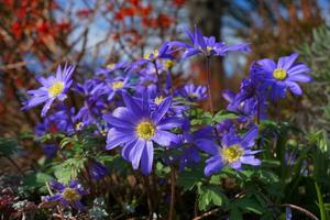 Beautiful blue Anemone Apennina flowers on green grass background close up. photo