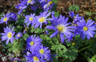 Beautiful blue Anemone Apennina flowers on green grass background close up. photo