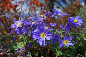 Beautiful blue Anemone Apennina flowers on green grass background close up. photo