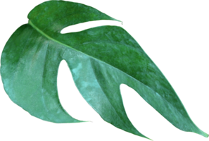 tropical jungle monstera leaves , Swiss Cheese vine leaf tree isolated on transparent background png file