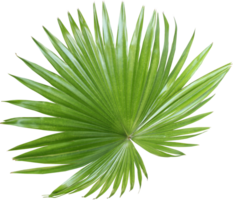 tropical nature green fan palm leaf pattern on transparent background png file