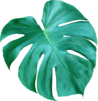 feuilles de monstera de la jungle tropicale, arbre à feuilles de fromage suisse isolé sur fond transparent fichier png