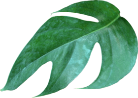 tropical jungle monstera leaves , Swiss Cheese vine leaf tree isolated on transparent background png file