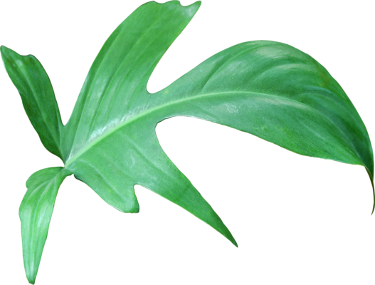 green tropical palm leaves Monstera on transparent background png file.  Flat lay, top view, can be used mock up for montage products display or  design layout 23546248 PNG