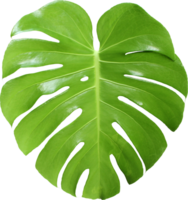 feuilles de monstera de la jungle tropicale, arbre à feuilles de fromage suisse isolé sur fond transparent fichier png