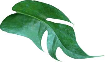 tropical jungle monstera leaves , Swiss Cheese vine leaf tree isolated on transparent background png file