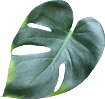 feuilles de monstera de la jungle tropicale, arbre à feuilles de fromage suisse isolé sur fond transparent fichier png