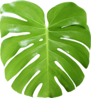 feuilles de monstera de la jungle tropicale, arbre à feuilles de fromage suisse isolé sur fond transparent fichier png