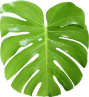 tropical jungle monstera leaves , Swiss Cheese leaf tree isolated on transparent background png file