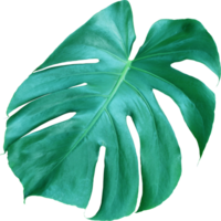 feuilles de monstera de la jungle tropicale, arbre à feuilles de fromage suisse isolé sur fond transparent fichier png