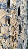 The rotting trunk of a papaya tree forms unique cavities. Ornaments can be used as abstract backgrounds photo