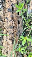 The rotting trunk of a papaya tree forms unique cavities. Ornaments can be used as abstract backgrounds photo