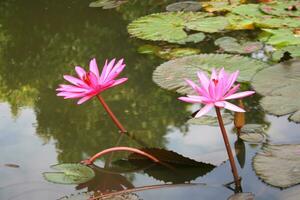 Purple and pink lotus flowers bloom in a garden pond in Thailand. photo