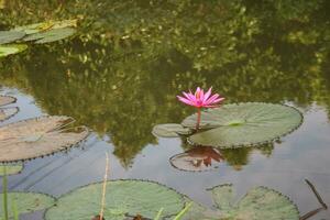 Purple and pink lotus flowers bloom in a garden pond in Thailand. photo