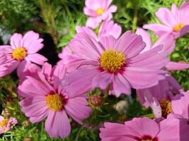 Field of beautiful pink daisies blooming in Suan Luang Rama 9 photo