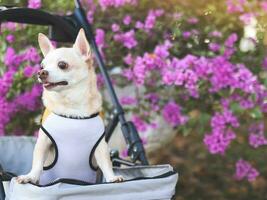 Happy brown short hair Chihuahua dog  standing in pet stroller in the park with purple flowers background. smiling and looking sideway curiously. photo